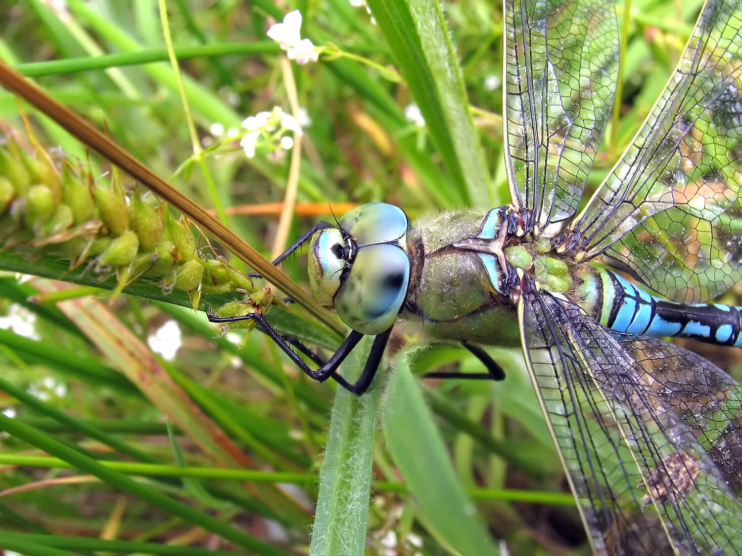 Male Anax imperator (Close Up) by David Kitching